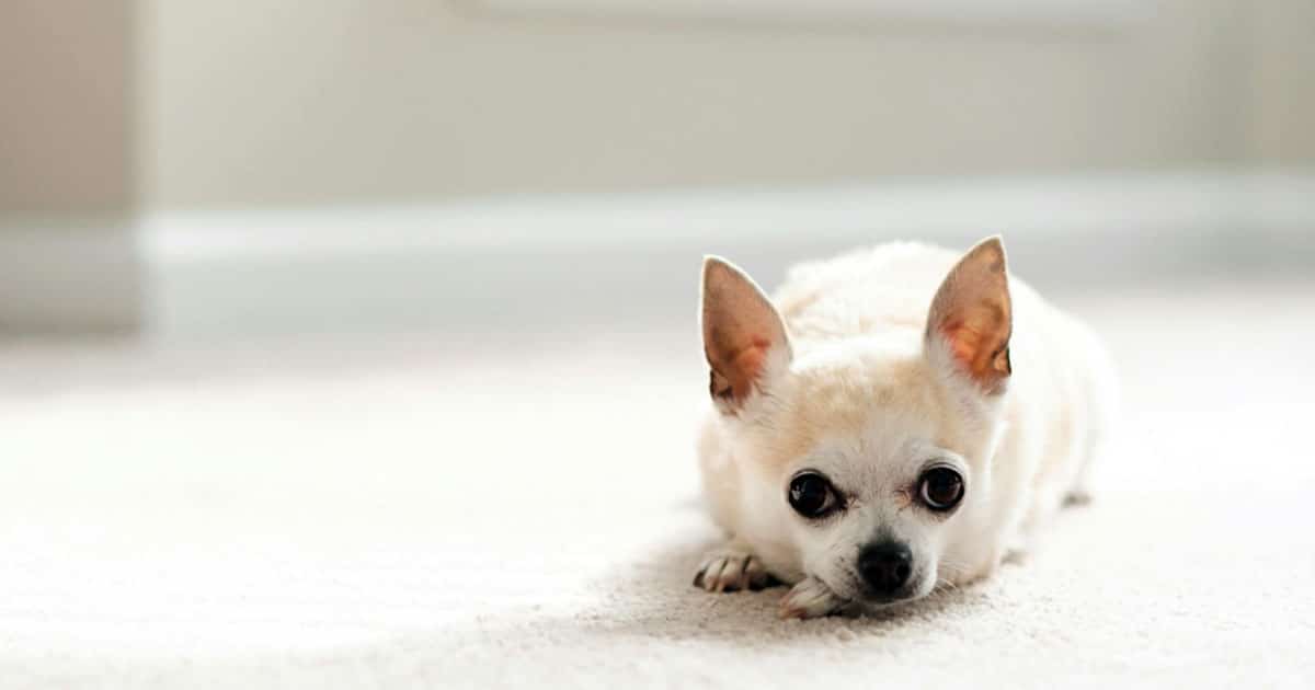 malattie cardiache nel cane