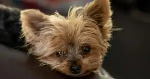 malattie cardiache nel cane