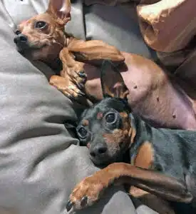 sonia peronaci pincher luna leo cani