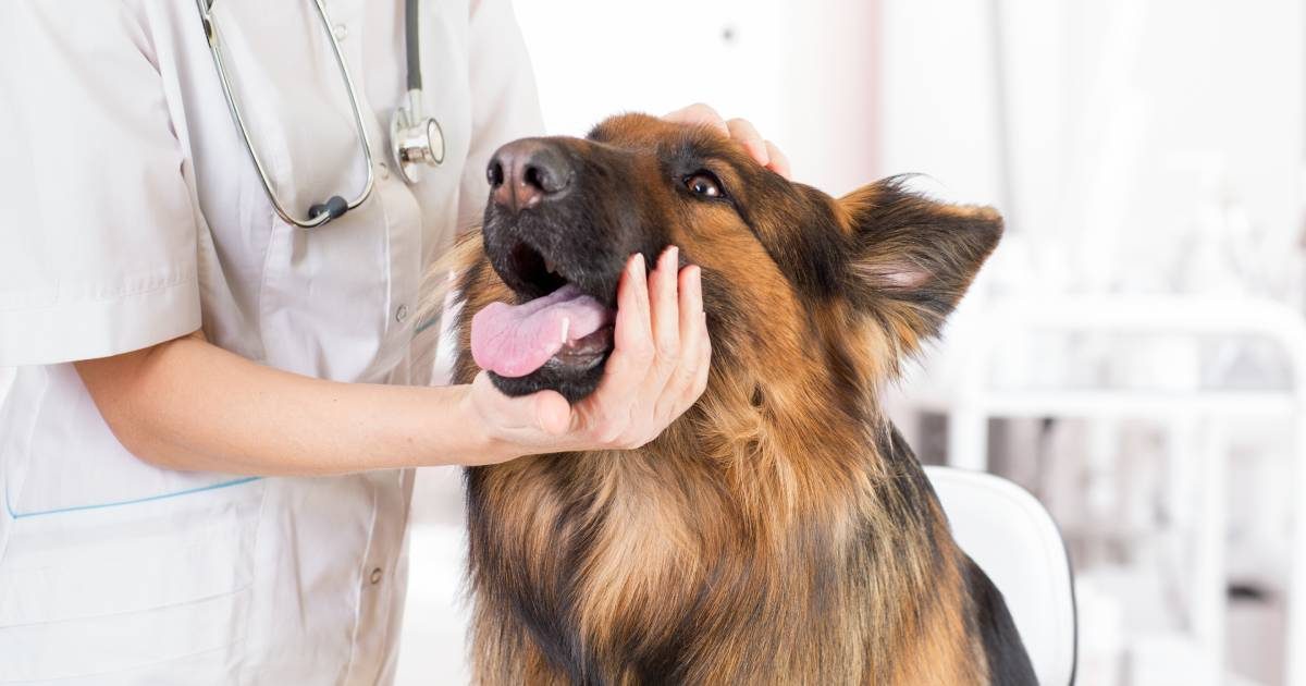 Artrosi del cane: cosa è e come gestirla