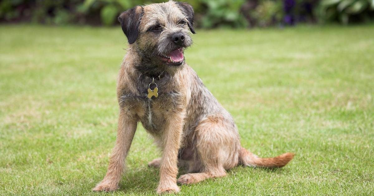 Border Terrier: un cane affettuoso e attivo