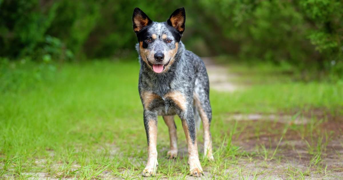 Australian Cattle Dog: origini, caratteristiche e personalità