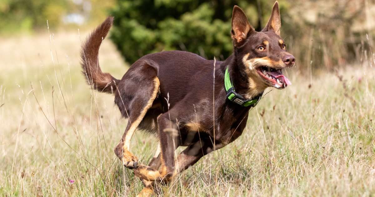 Kelpie: instancabile lavoratore. Origine, caratteristiche e personalità