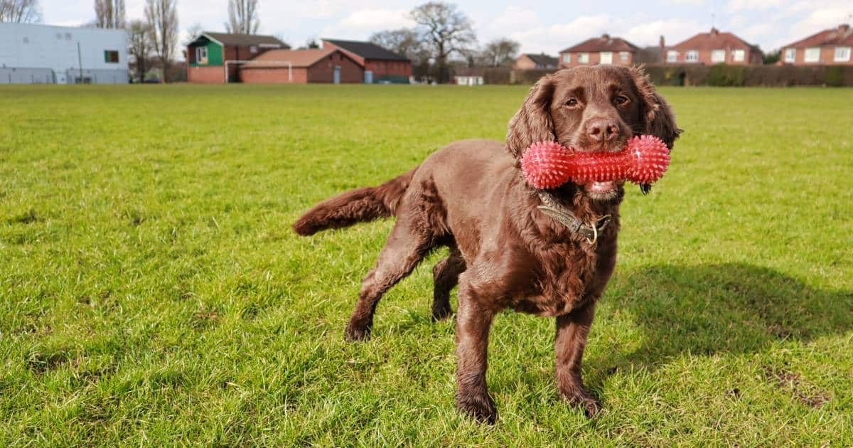 Working Cocker Spaniel: caratteristiche, consigli e cura