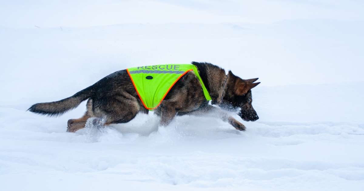 Cani da valanga: una preziosa risorsa per le squadre di soccorso