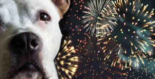 Cani e fuochi di artificio: i consigli degli esperti per i botti di fine anno
