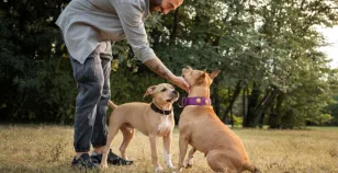 CAE-1, il Test di Controllo dell’Affidabilità e dell’Equilibrio Psichico per Cani e Padroni Buoni Cittadini