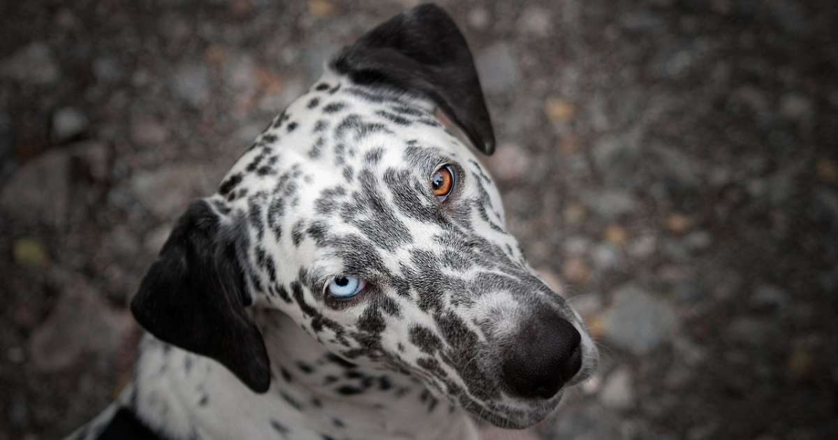 Perché alcuni cani hanno un occhio di colore diverso dall'altro?