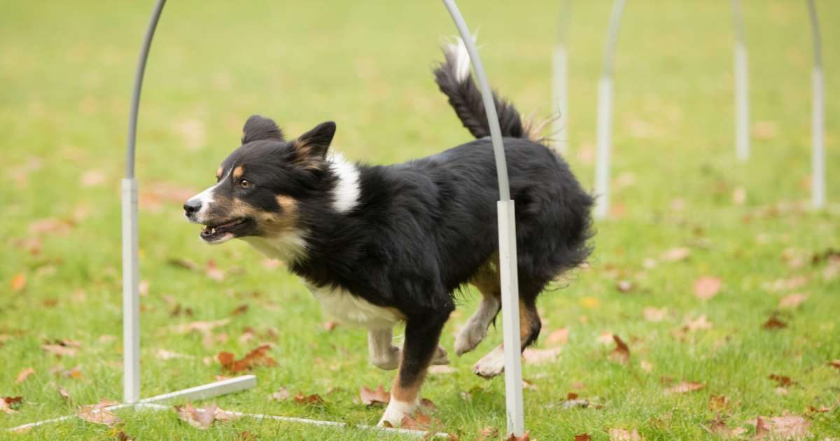 Hoopers: il nuovo sport da praticare con il cane