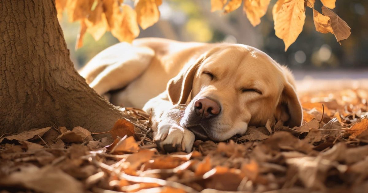 Cane in autunno rischi e pericoli