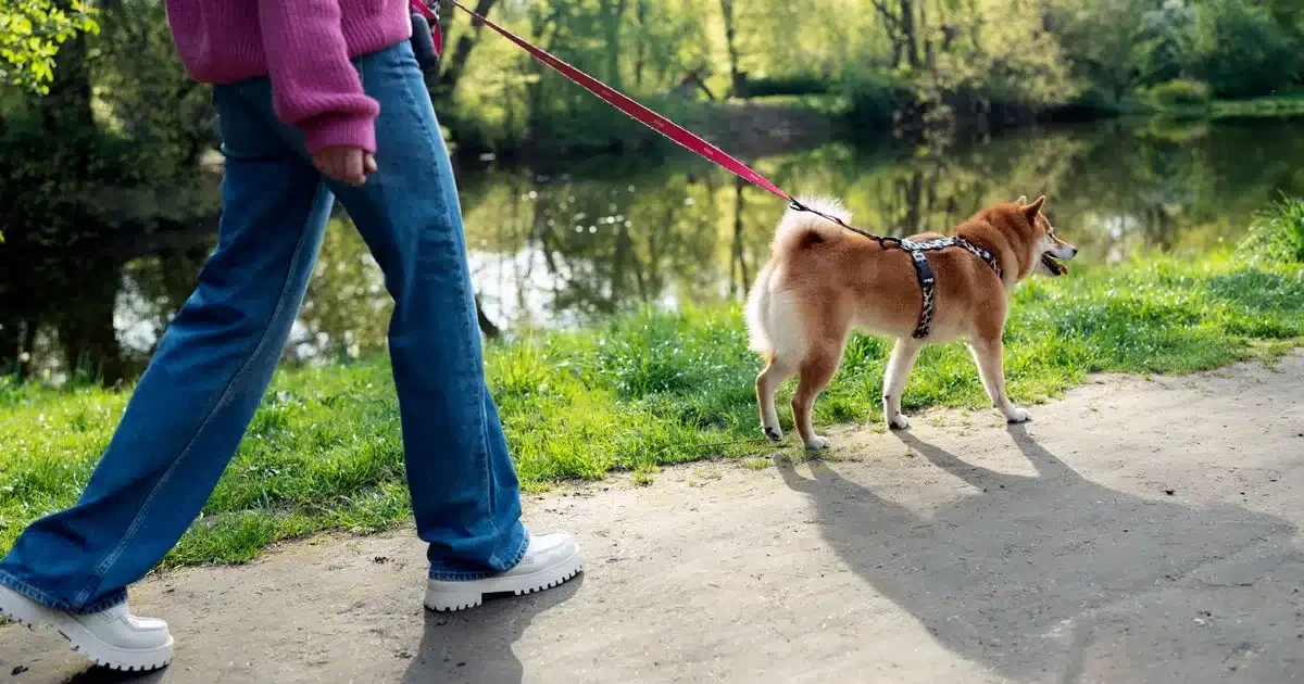 a spasso col cane