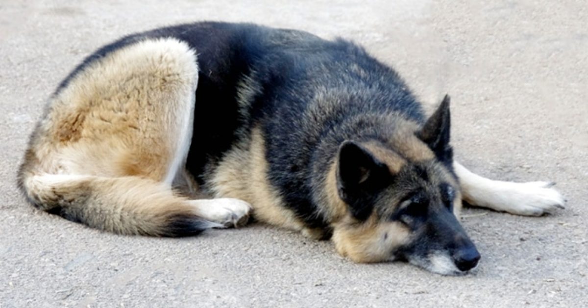 Cani abbandonati a Pasqua: 44 le segnalazioni