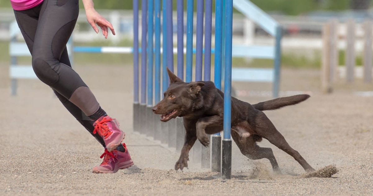 Agility Dog: da divertimento amatoriale a sport di élite?