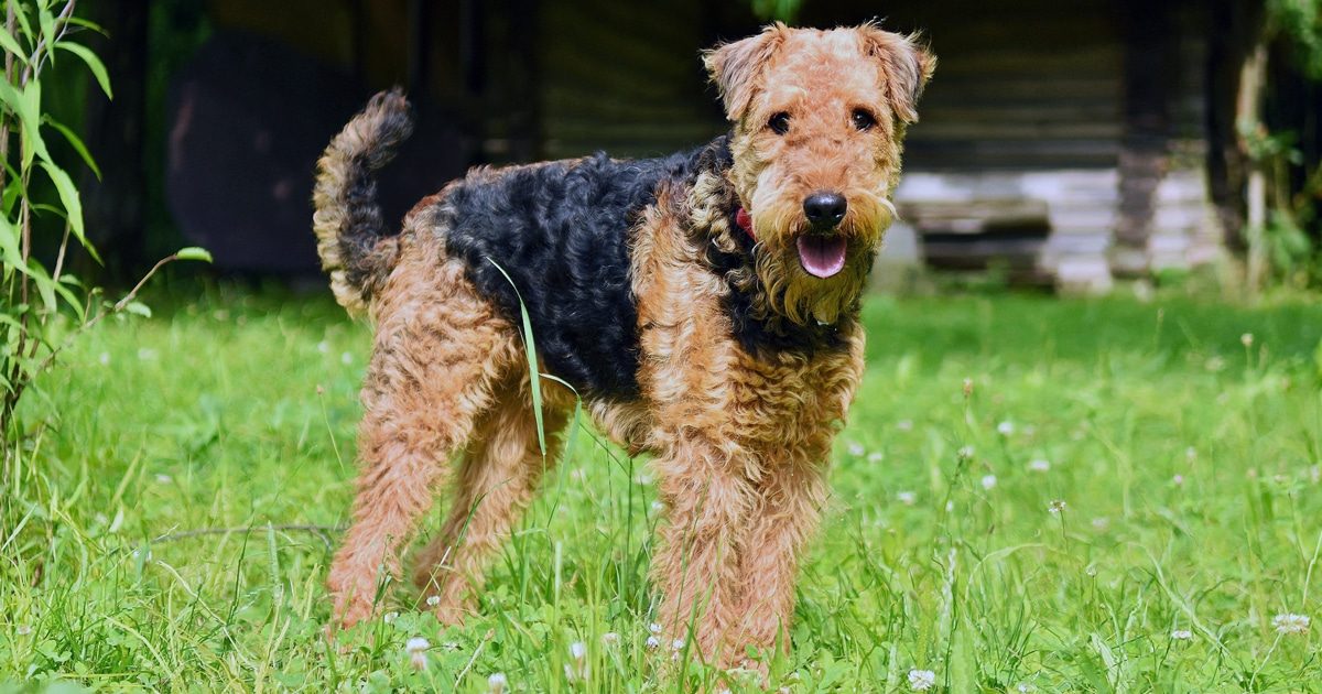 Airedale Terrier: cane coraggioso, affettuoso e pieno di vita