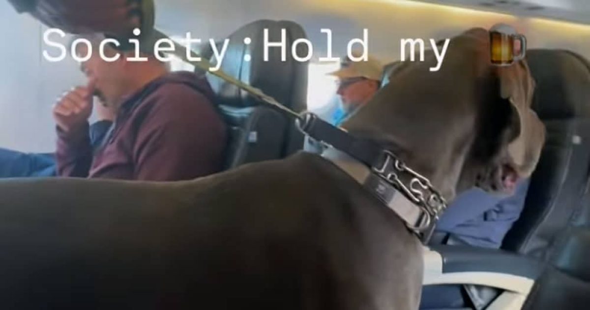 Alano in aereo come cane di supporto emotivo. Ecco il video che ha scatenato le polemiche