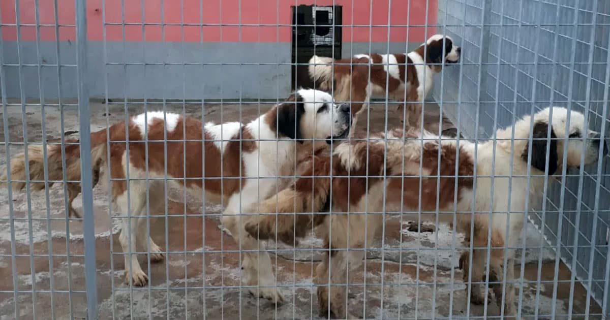 Allevamento abusivo nel parmense: i cani salvato dall'OIPA cercano casa