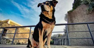 Argo, il cane custode di Pompei, è morto.