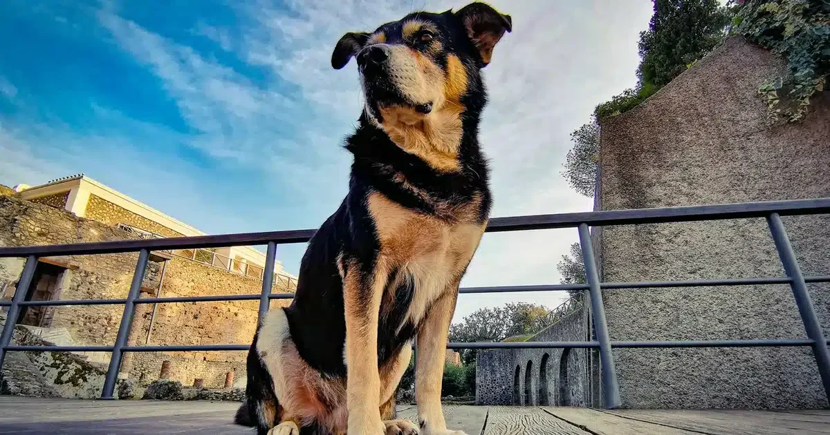 Argo, il cane custode di Pompei, è morto.