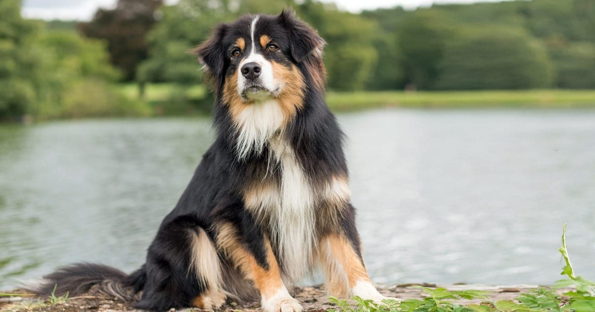 australian shepherd