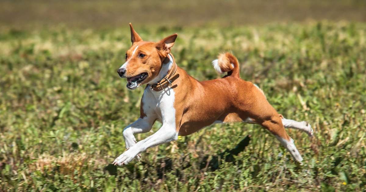 Basenji: cane felino e silenzioso