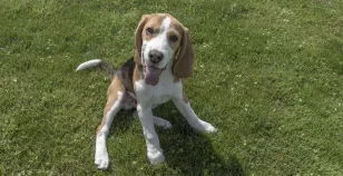 Come catturare l'attenzione del nostro Beagle: tutti i consigli