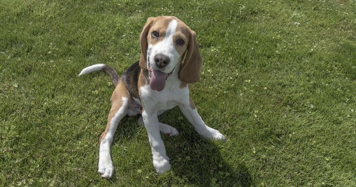 Come catturare l'attenzione del nostro Beagle: tutti i consigli