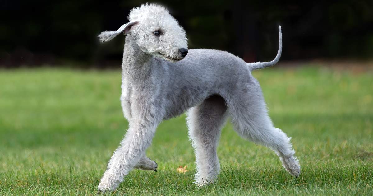 Il bedlington terrier cane affettuoso e divertente