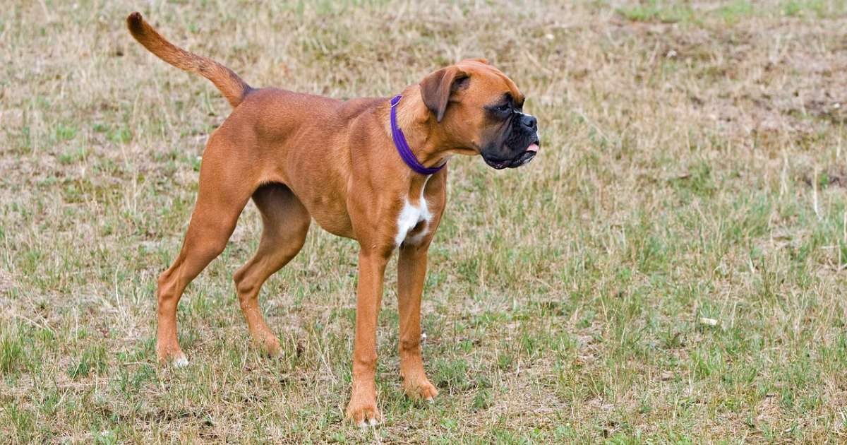 Boxer: origini, caratteristiche e personalità