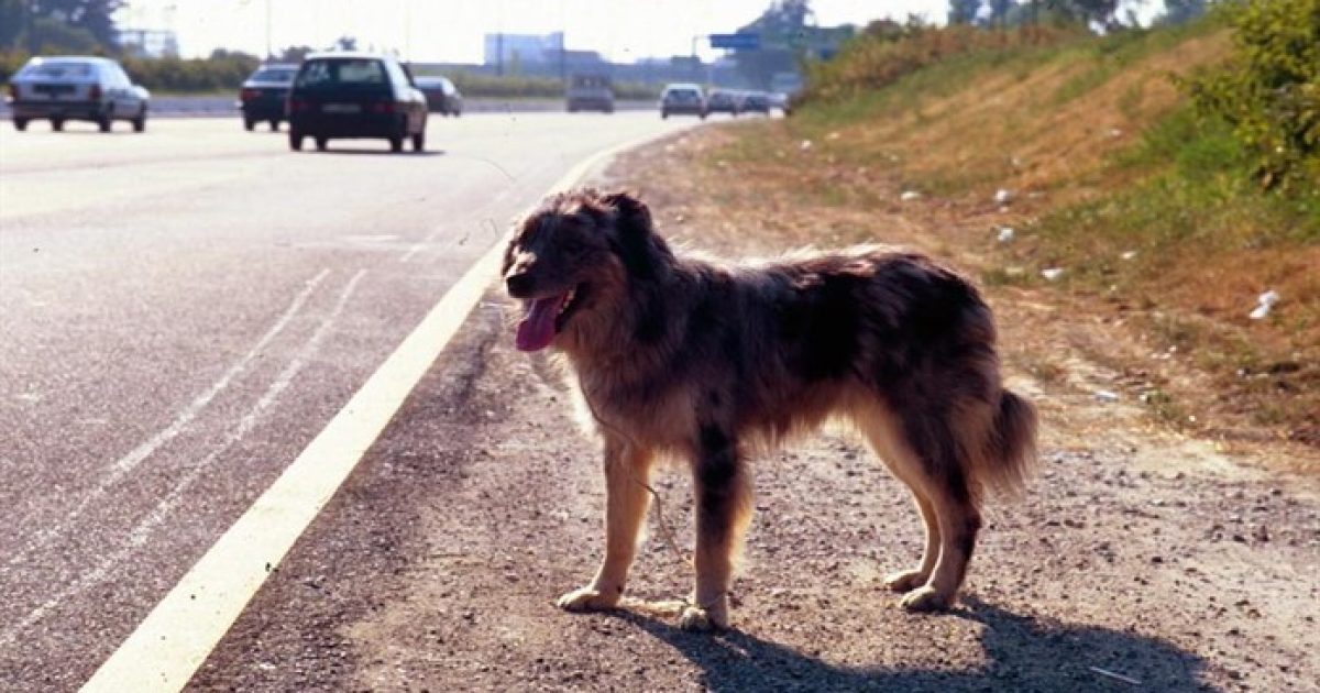 Cosa fare quando si trova un cane