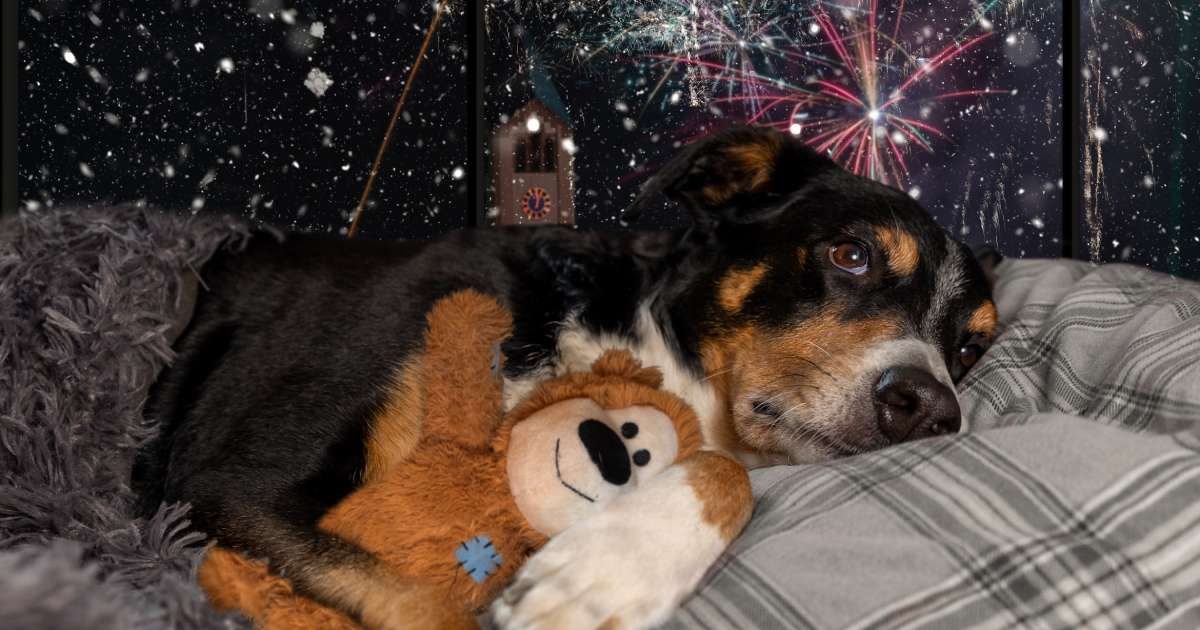 Come proteggere il tuo cane dai botti di Capodanno