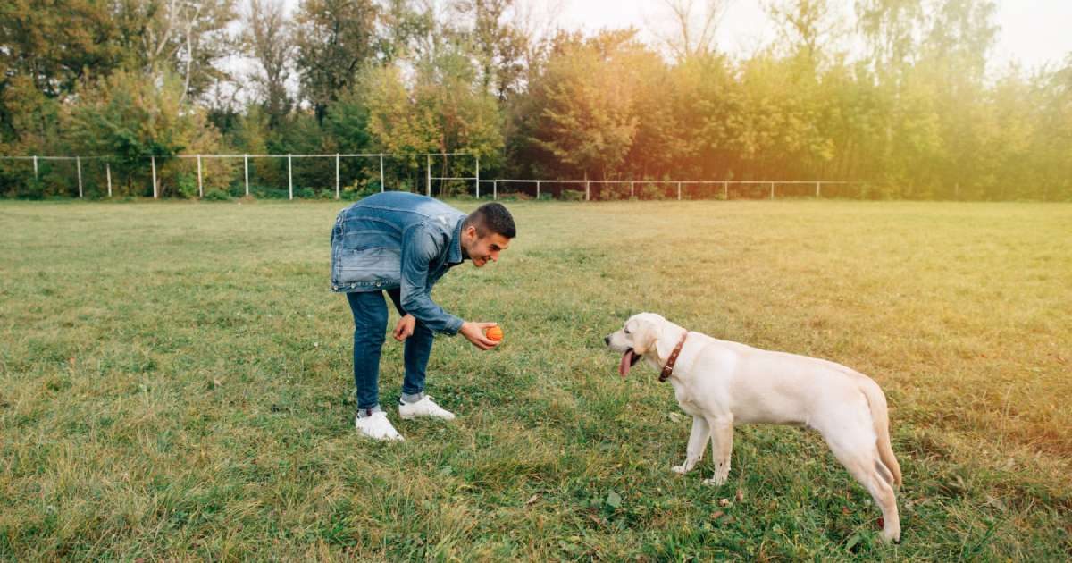 Cane: i giochi che attivano la sua mente