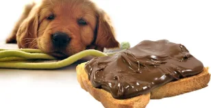 Cani e cioccolato