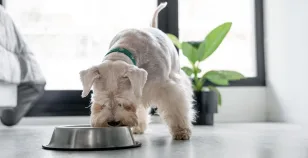 Cibo per cani: meglio le crocchette o il cibo preparato in casa?