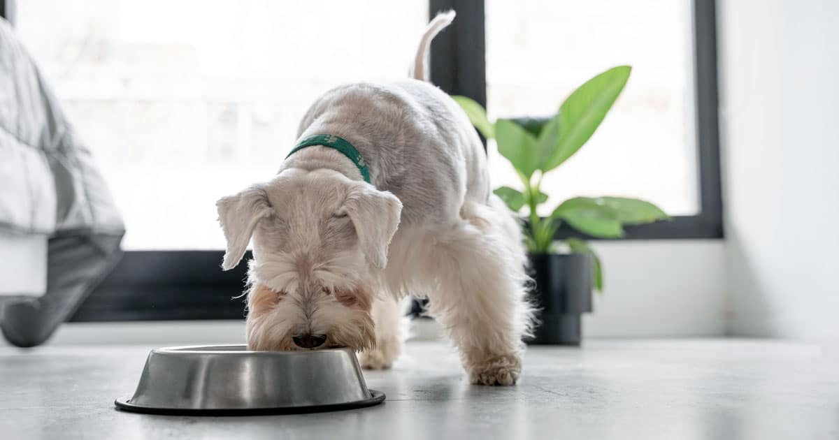 Cibo per cani: meglio le crocchette o il cibo preparato in casa?