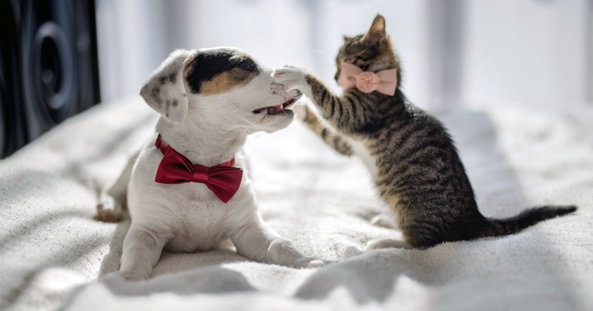 CAni e gatti possono coesistere? Uno studio dice sì