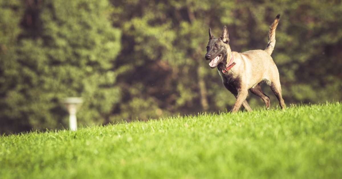 Chiropratica: utile per la salute del cane?