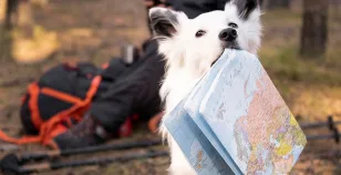Geolocalizzatori per cani