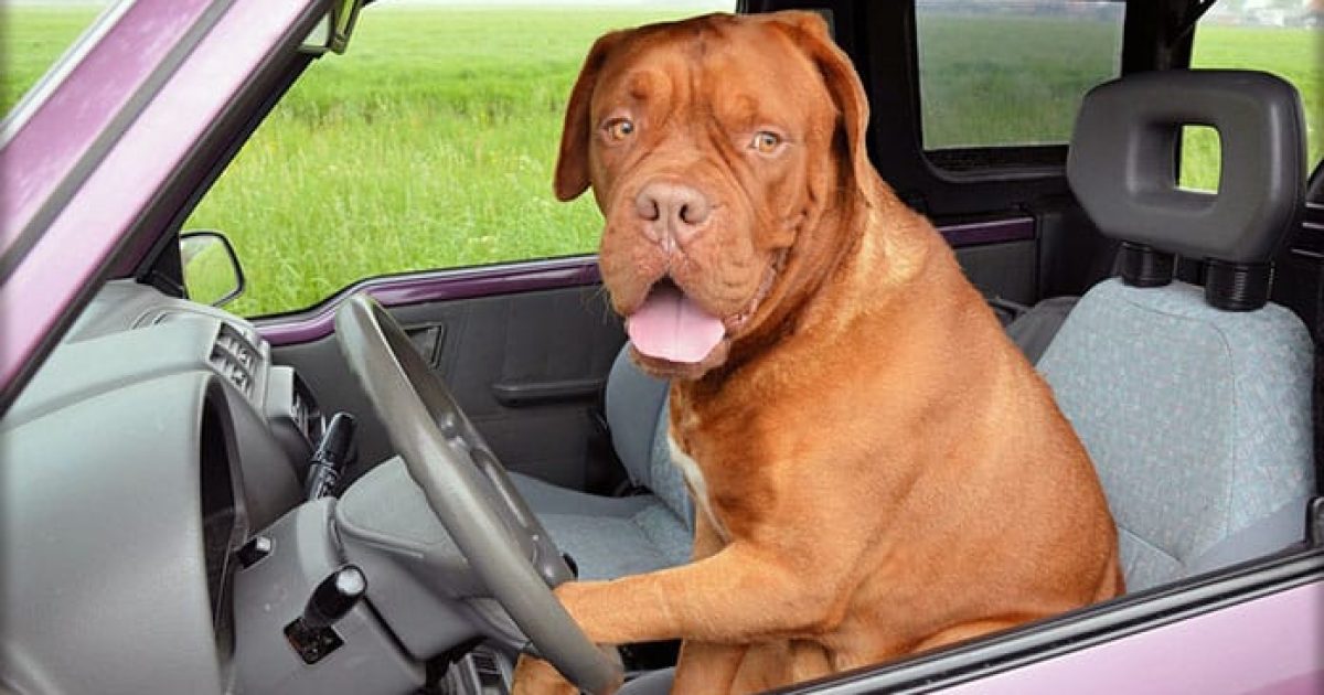 Cani in auto: come farli viaggiare