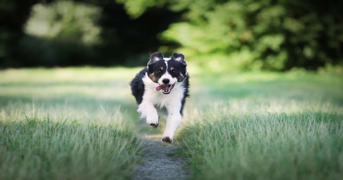 L’importanza del collagene per il cane