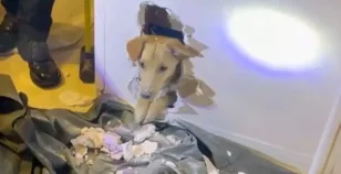 Cane incastrato nel muro il video