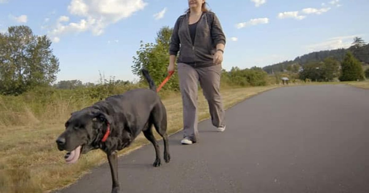 Un cane e la sua proprietaria imparano a camminare insieme dopo un brutto incidente