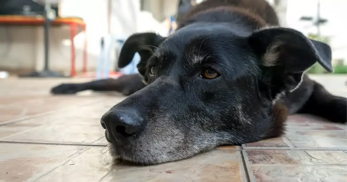 ansia da separazione nel cane ritorno al lavoro