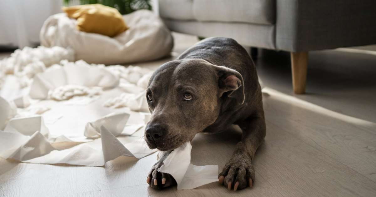 Ansia da separazione del cane: cinque consigli per alleviarla