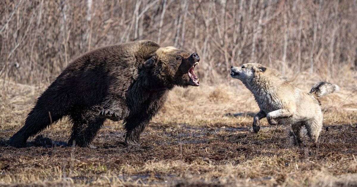 cani anti orso: chi sono? cosa fanno?