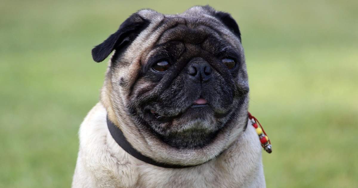 Il Carlino perfetto cane da compagnia