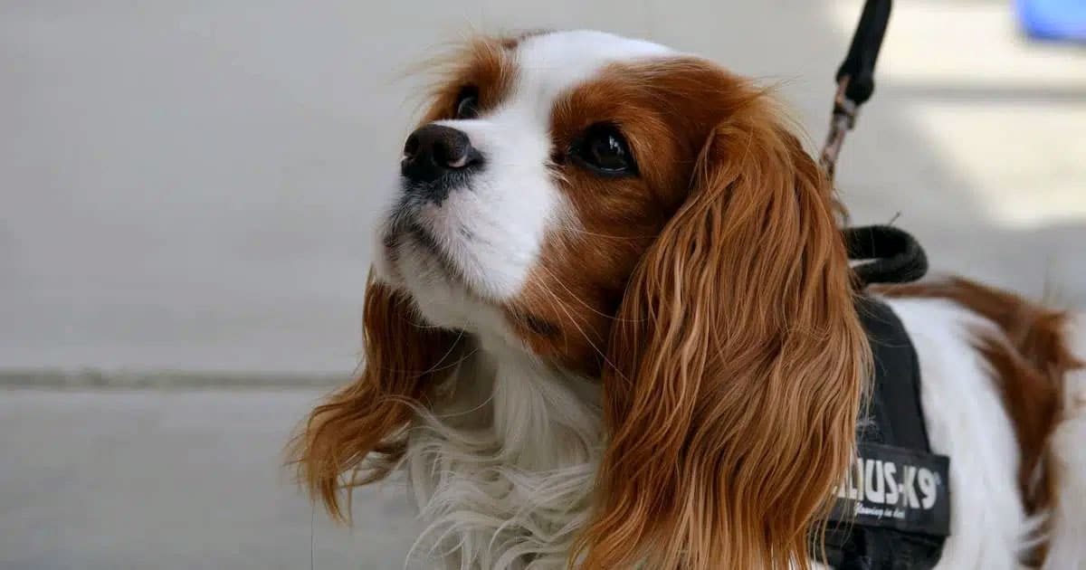 Cavalieri King Charles Spaniel tutti i segreti