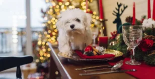 cibi natalizi dannosi per i cani quali evitare