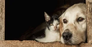 Cane e gatto: un'amicizia sincera