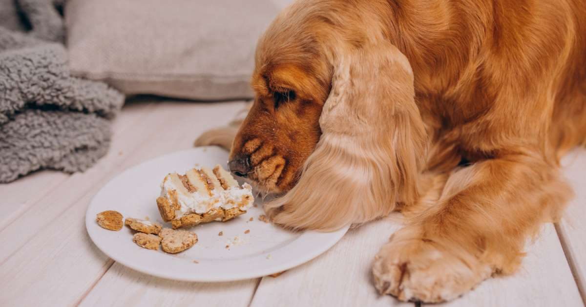 Anche il cane è obeso