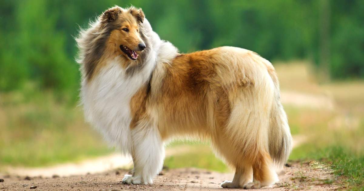 Il Collie: cane affascinante e di grande eleganza